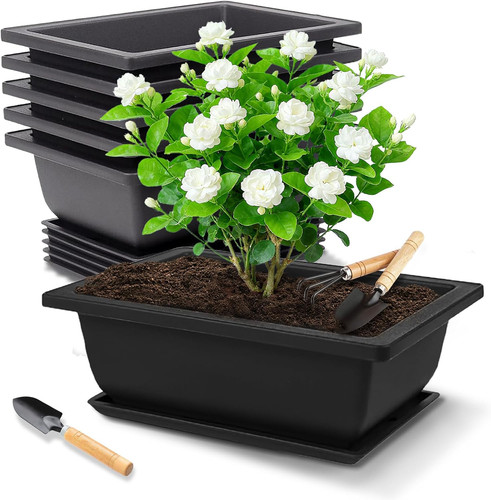 Stück bonsai schale - 6,