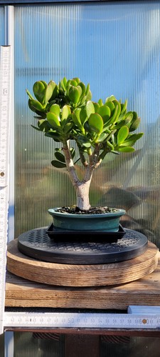 Crassula ovata bonsai - ovata,