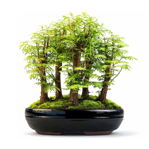 Metasequoia wald bonsai - metasequoia,