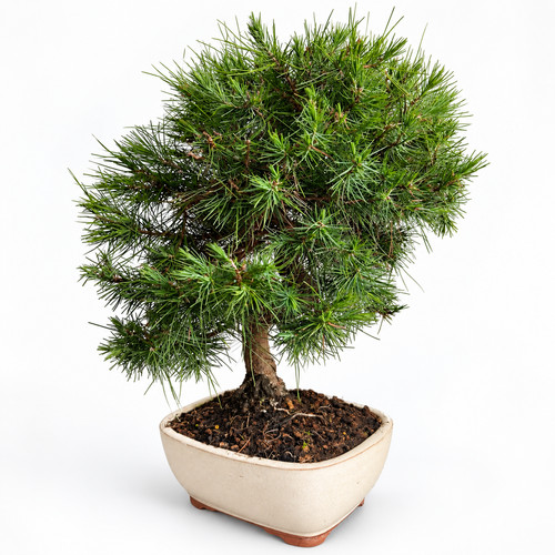 Bonsai aleppo kiefer pinus - bonsai,