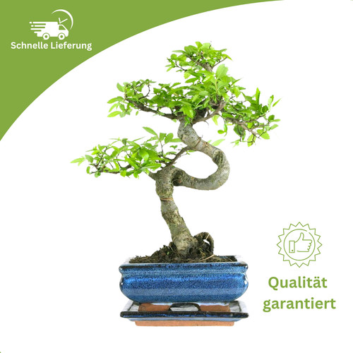 Bonsai baum mit - bonsai,
