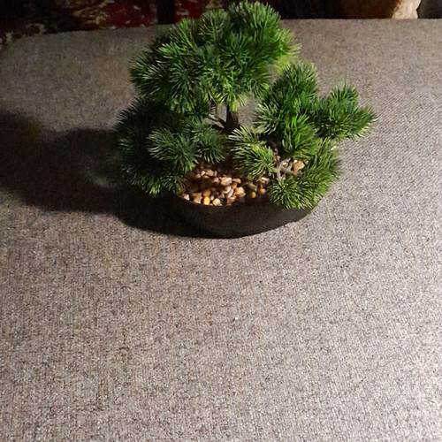 Pinus bonsai fertig - bonsai,