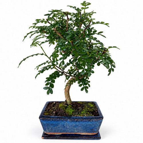 Bonsai japanischer pfeffer - japanischer,