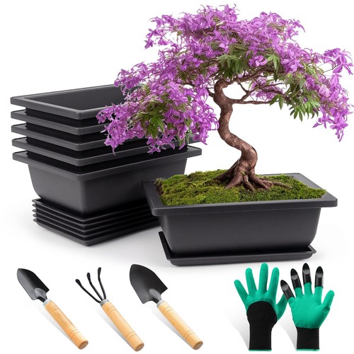 Bonsai schale mit - schale,