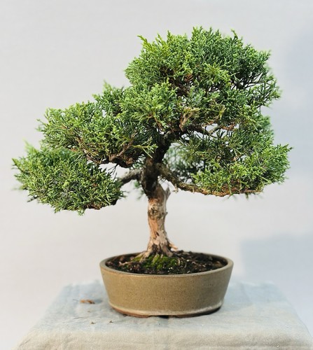 Bonsai wacholder juniperus - bonsai,