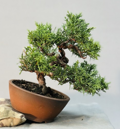 Bonsai shohin shimpaku - bonsai,