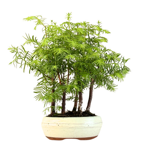 Metasequoia wald bonsai - wald,