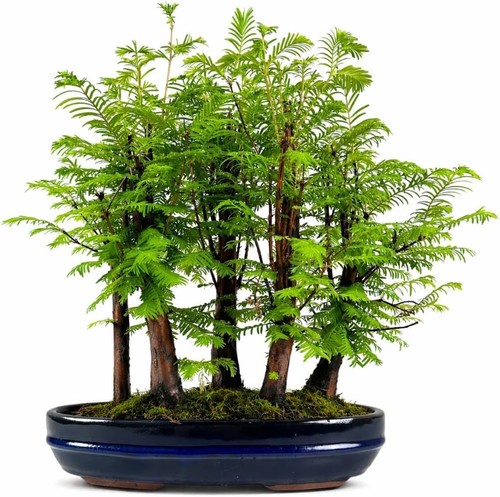 Metasequoia wald bonsai - metasequoia,