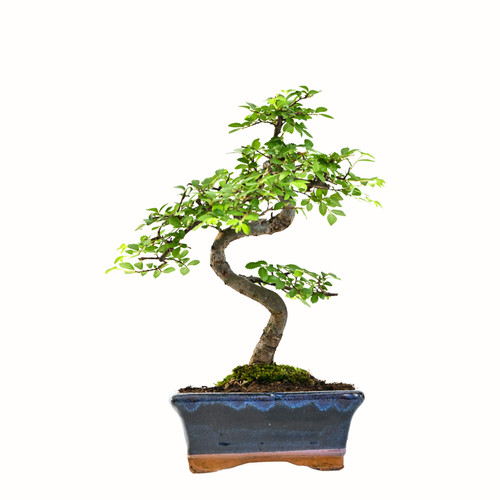 Bonsai baum mit keramik - bonsai,