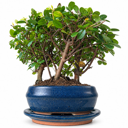 Bonsai wald chinesische - bonsai,