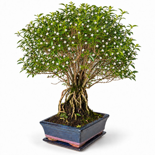 Bonsai junischnee serissa - junischnee,