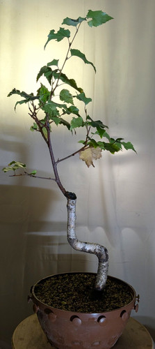 Birke bonsai - birke,