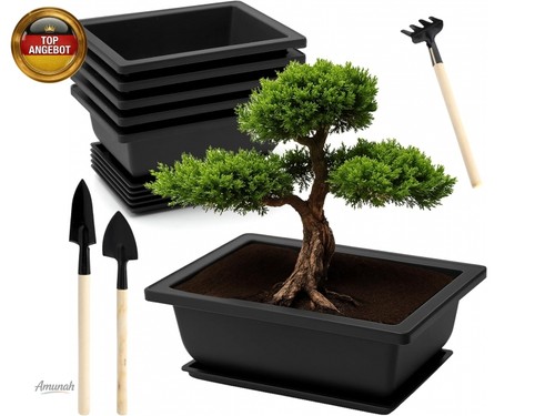 Stück bonsai schale mit - schale,