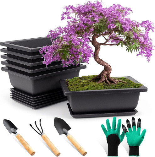 Stück bonsai schale mit - 6,