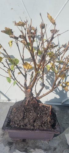 Bonsai birkenbaum - bonsai,,