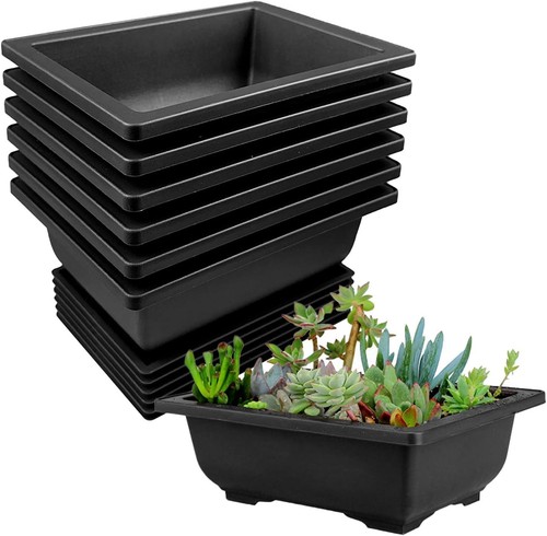 Bonsai schale mit - bonsai,