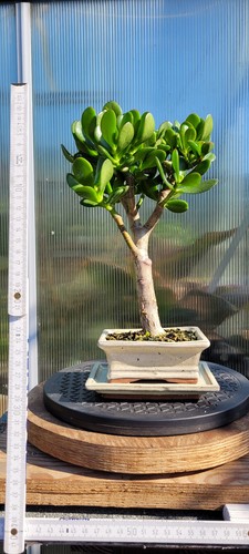 Crassula ovata bonsai - ovata,