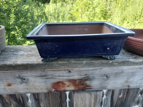 Japanischer blauer bonsai - japanischer, topf