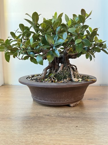 Bonsai pflanze grün - pflanze,