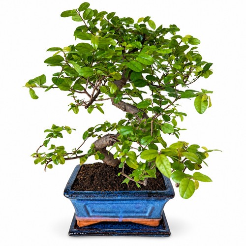 Bonsai sageretia theezans - bonsai,