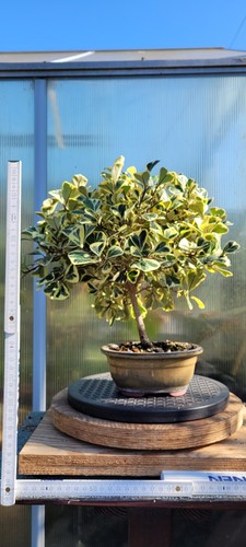 Pre bonsai ficus triangularis - ficus,