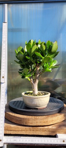 Crassula ovata bonsai - ovata,