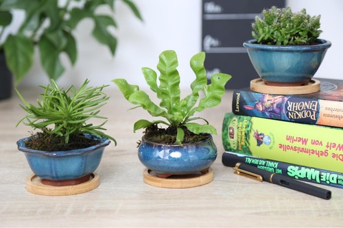 3er set pflanzen - 3er, bonsai